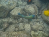 img_5199_0